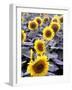 Sunflower Field, Jamestown, North Dakota, USA-Bill Bachmann-Framed Photographic Print