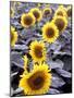 Sunflower Field, Jamestown, North Dakota, USA-Bill Bachmann-Mounted Photographic Print
