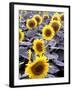 Sunflower Field, Jamestown, North Dakota, USA-Bill Bachmann-Framed Photographic Print