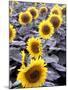 Sunflower Field, Jamestown, North Dakota, USA-Bill Bachmann-Mounted Photographic Print