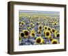 Sunflower Field, Jamestown, North Dakota, USA-Bill Bachmann-Framed Photographic Print