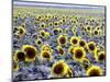 Sunflower Field, Jamestown, North Dakota, USA-Bill Bachmann-Mounted Photographic Print