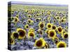 Sunflower Field, Jamestown, North Dakota, USA-Bill Bachmann-Stretched Canvas