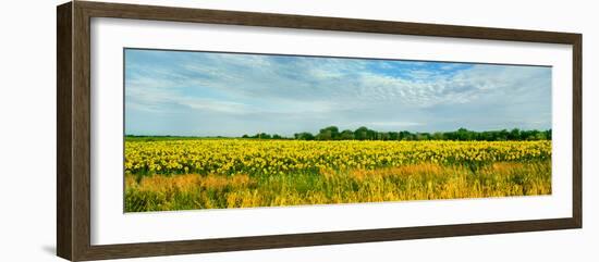 Sunflower field, Melvin, Livingston County, Illinois, USA-null-Framed Photographic Print