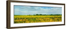 Sunflower field, Melvin, Livingston County, Illinois, USA-null-Framed Photographic Print