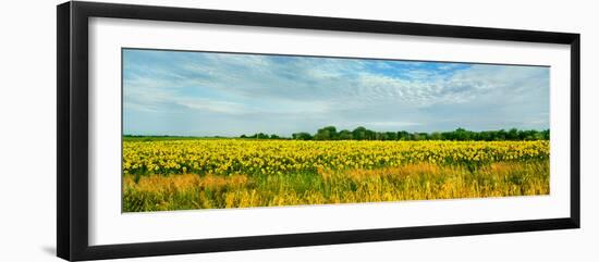 Sunflower field, Melvin, Livingston County, Illinois, USA-null-Framed Photographic Print