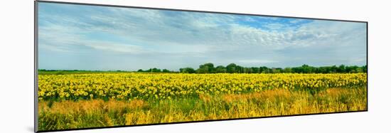 Sunflower field, Melvin, Livingston County, Illinois, USA-null-Mounted Photographic Print