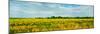 Sunflower field, Melvin, Livingston County, Illinois, USA-null-Mounted Photographic Print