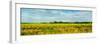 Sunflower field, Melvin, Livingston County, Illinois, USA-null-Framed Photographic Print