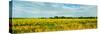 Sunflower field, Melvin, Livingston County, Illinois, USA-null-Stretched Canvas