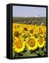 Sunflower Field Near Cordoba, Andalusia, Spain, Europe-Hans Peter Merten-Framed Stretched Canvas