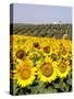 Sunflower Field Near Cordoba, Andalusia, Spain, Europe-Hans Peter Merten-Stretched Canvas