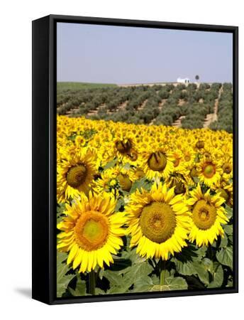 Sunflower Field Near Cordoba, Andalusia, Spain, Europe' Photographic Print  - Hans Peter Merten | AllPosters.com
