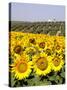 Sunflower Field Near Cordoba, Andalusia, Spain, Europe-Hans Peter Merten-Stretched Canvas