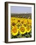 Sunflower Field Near Cordoba, Andalusia, Spain, Europe-Hans Peter Merten-Framed Photographic Print