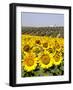 Sunflower Field Near Cordoba, Andalusia, Spain, Europe-Hans Peter Merten-Framed Photographic Print