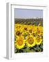 Sunflower Field Near Cordoba, Andalusia, Spain, Europe-Hans Peter Merten-Framed Photographic Print