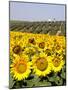 Sunflower Field Near Cordoba, Andalusia, Spain, Europe-Hans Peter Merten-Mounted Photographic Print