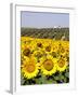 Sunflower Field Near Cordoba, Andalusia, Spain, Europe-Hans Peter Merten-Framed Photographic Print