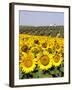 Sunflower Field Near Cordoba, Andalusia, Spain, Europe-Hans Peter Merten-Framed Photographic Print