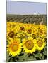 Sunflower Field Near Cordoba, Andalusia, Spain, Europe-Hans Peter Merten-Mounted Photographic Print
