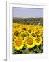 Sunflower Field Near Cordoba, Andalusia, Spain, Europe-Hans Peter Merten-Framed Photographic Print