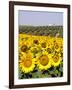 Sunflower Field Near Cordoba, Andalusia, Spain, Europe-Hans Peter Merten-Framed Photographic Print