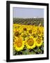 Sunflower Field Near Cordoba, Andalusia, Spain, Europe-Hans Peter Merten-Framed Photographic Print