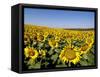 Sunflower Field Near Cordoba, Andalusia, Spain, Europe-Hans Peter Merten-Framed Stretched Canvas