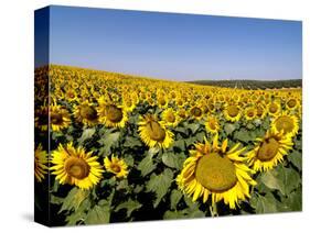 Sunflower Field Near Cordoba, Andalusia, Spain, Europe-Hans Peter Merten-Stretched Canvas