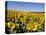 Sunflower Field Near Cordoba, Andalusia, Spain, Europe-Hans Peter Merten-Stretched Canvas