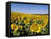 Sunflower Field Near Cordoba, Andalusia, Spain, Europe-Hans Peter Merten-Framed Stretched Canvas