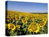 Sunflower Field Near Cordoba, Andalusia, Spain, Europe-Hans Peter Merten-Stretched Canvas