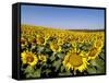 Sunflower Field Near Cordoba, Andalusia, Spain, Europe-Hans Peter Merten-Framed Stretched Canvas