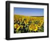 Sunflower Field Near Cordoba, Andalusia, Spain, Europe-Hans Peter Merten-Framed Photographic Print