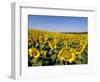 Sunflower Field Near Cordoba, Andalusia, Spain, Europe-Hans Peter Merten-Framed Photographic Print