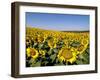 Sunflower Field Near Cordoba, Andalusia, Spain, Europe-Hans Peter Merten-Framed Photographic Print