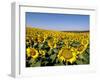 Sunflower Field Near Cordoba, Andalusia, Spain, Europe-Hans Peter Merten-Framed Photographic Print