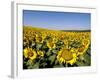 Sunflower Field Near Cordoba, Andalusia, Spain, Europe-Hans Peter Merten-Framed Photographic Print