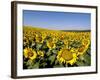 Sunflower Field Near Cordoba, Andalusia, Spain, Europe-Hans Peter Merten-Framed Photographic Print