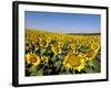 Sunflower Field Near Cordoba, Andalusia, Spain, Europe-Hans Peter Merten-Framed Photographic Print