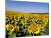 Sunflower Field Near Cordoba, Andalusia, Spain, Europe-Hans Peter Merten-Mounted Photographic Print