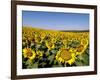 Sunflower Field Near Cordoba, Andalusia, Spain, Europe-Hans Peter Merten-Framed Photographic Print