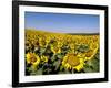 Sunflower Field Near Cordoba, Andalusia, Spain, Europe-Hans Peter Merten-Framed Photographic Print