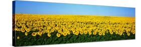 Sunflower Field, North Dakota, USA-null-Stretched Canvas