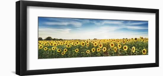 Sunflower field, Plateau Valensole, Provence, France-Frank Krahmer-Framed Giclee Print