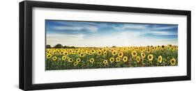 Sunflower field, Plateau Valensole, Provence, France-Frank Krahmer-Framed Giclee Print