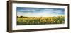 Sunflower field, Plateau Valensole, Provence, France-Frank Krahmer-Framed Giclee Print