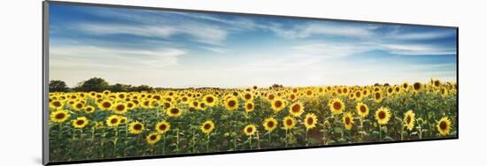 Sunflower field, Plateau Valensole, Provence, France-Frank Krahmer-Mounted Giclee Print