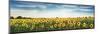Sunflower field, Plateau Valensole, Provence, France-Frank Krahmer-Mounted Giclee Print